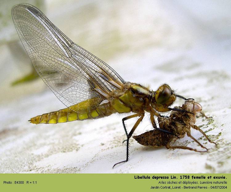 Libellula depressa Linnaeus 1758 Libell11
