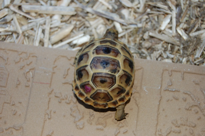 Je disais donc... un pti tour chez mon éleveuse... Tortue24