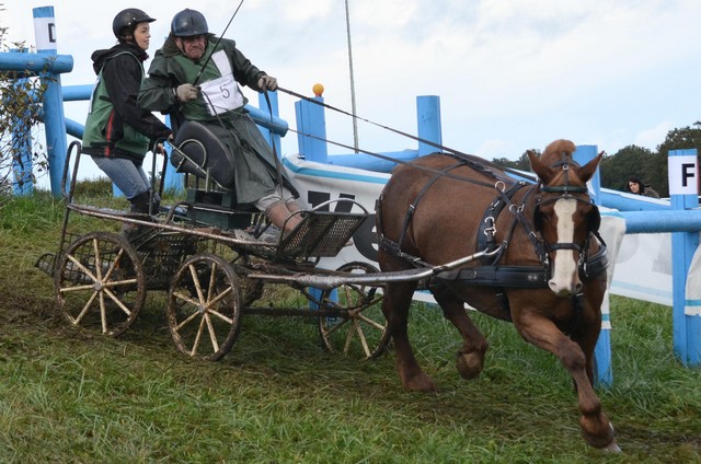 Lisieux 2012 - Championnat de France d'attelage "Trait" R_05-d11