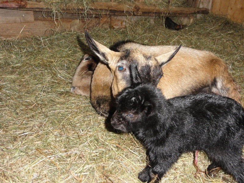 Les Bébés de Cracotte Dsc01211