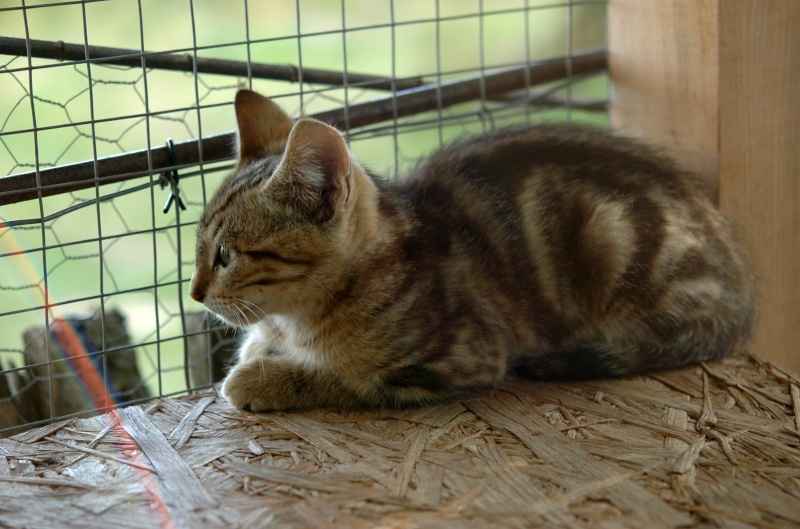 Dpt 48 - Simba - Chaton de deux mois - Adopté !!!!!!!!!!!!!!!! Dsc_0060