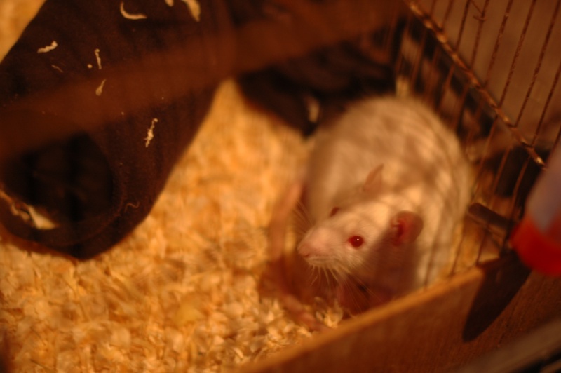 Dpt 48 - Sucré - Rat mâle de 6 mois - Encore un cadeau qui a mal tourné... Dsc_0083