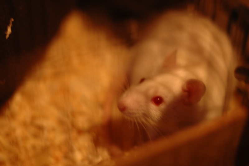 Dpt 48 - Sucré - Rat mâle de 6 mois - Encore un cadeau qui a mal tourné... Dsc_0084