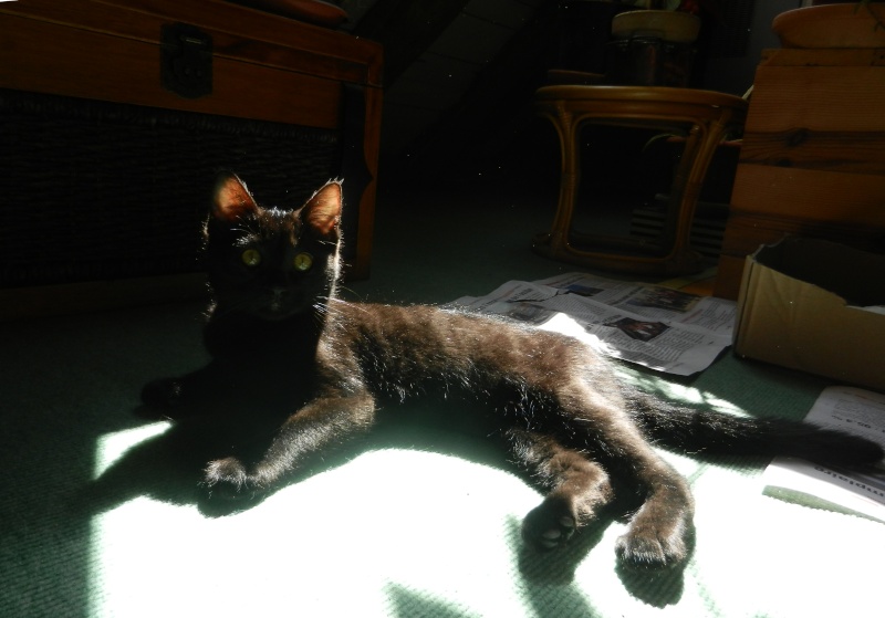 Dpt 48 - Dandy chaton noir de 3 mois, adopté !!!!  Dscn2316