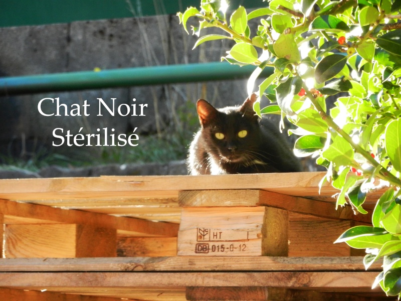 Dpt 48 - 6 chats errants, 3 adultes, 3 chatons - A sauver avant fin octobre ! Dscn3314