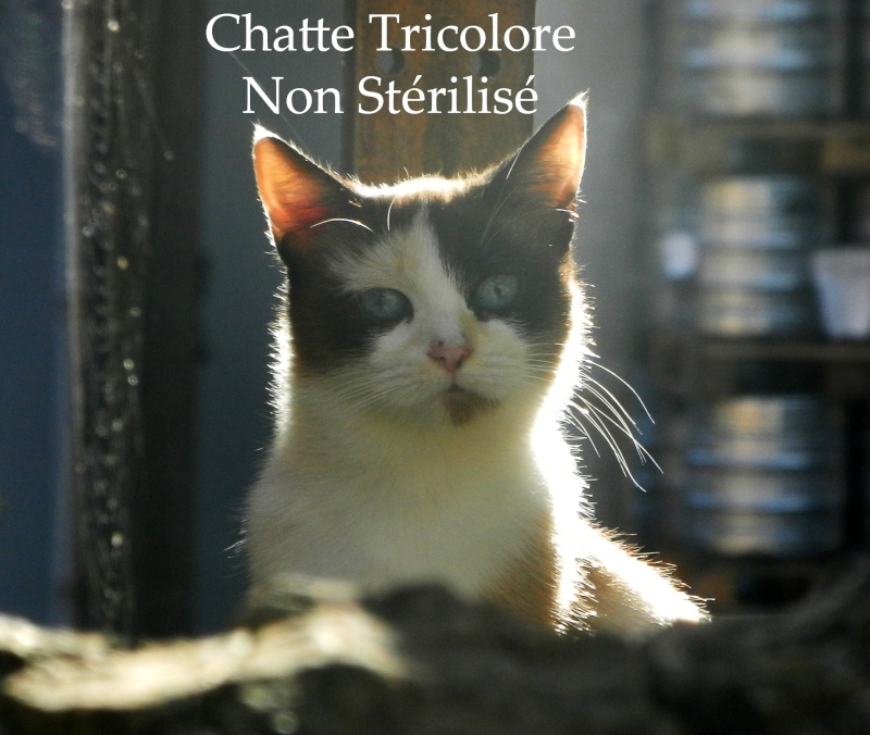 Dpt 48 - 6 chats errants, 3 adultes, 3 chatons - A sauver avant fin octobre ! Dscn3316