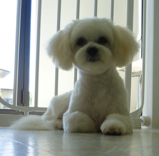 does anyone know the half cut, puppy cut for a maltese? P1080210