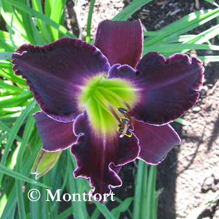 Hemerocallis MARYS BABY Aaaaaa58