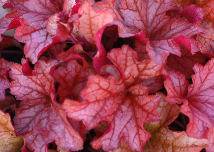 Heuchera Paprika Aaaaaj14