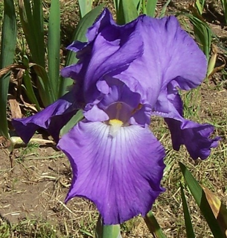 Ma commande d'iris sur Ebay Violet11