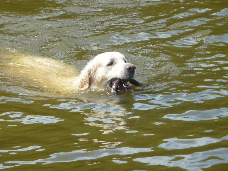 [VOTE] Concours photo : vos chiens et l'eau P1030012