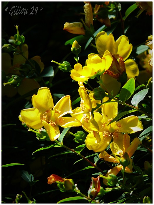 Plein soleil de Juillet... Jardin11