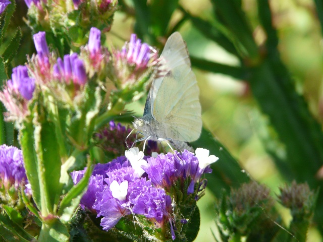 Papillon blanc annonçant le beau temps P1020310