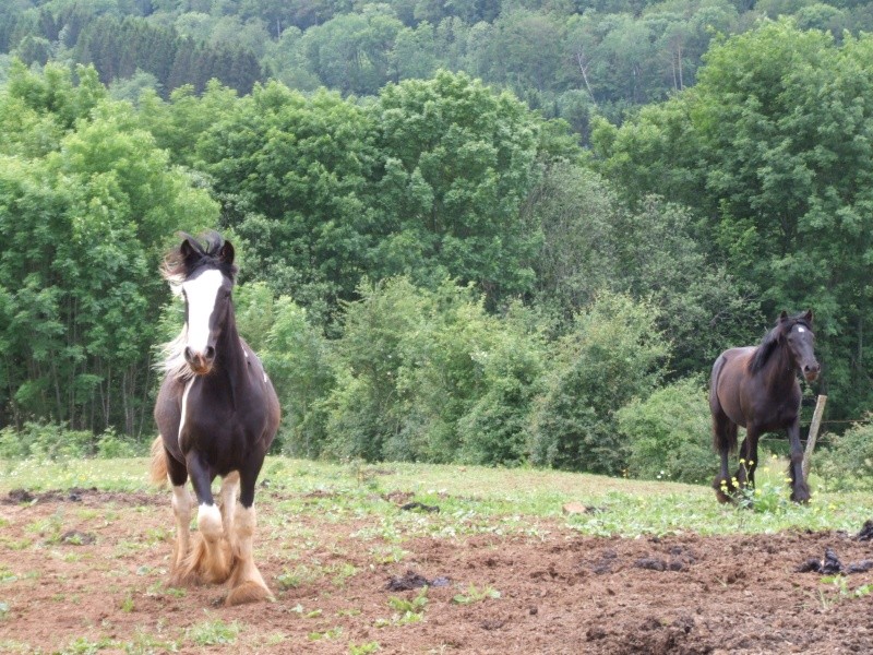 Les juments et BB du Lomont & Les Etalons ! (PHOTOS) - Page 5 2010_012