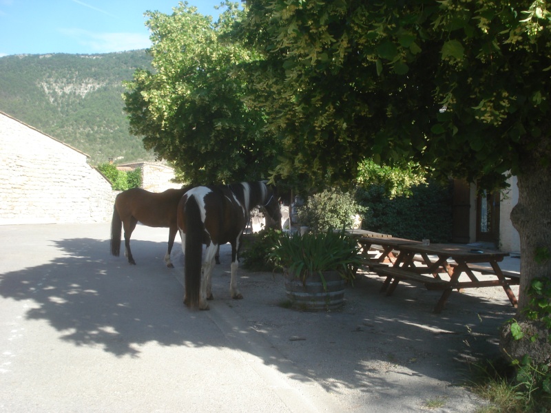 Juin 2010 : la Drome Provençale les Baronnies Dsc04419