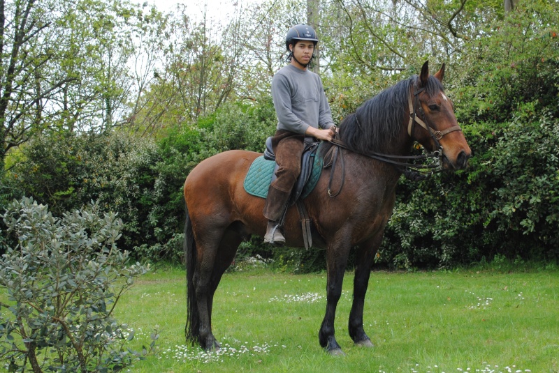 Recherche cheval pour adulte débutant Dsc_0012