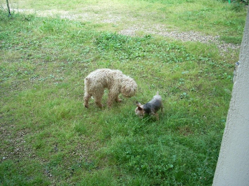 Isis petit caniche nain abricot de 6ans - Page 2 Photo_12