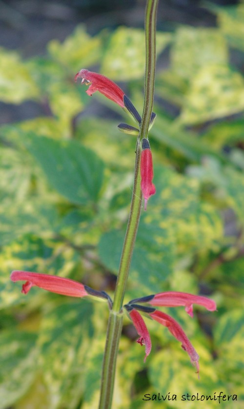 Salvia stolonifera Dsc00819