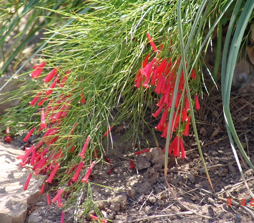 Russelia equisetiformis Dsc00916