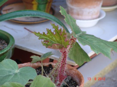 Begonia sp. [devinette] Dsc01017