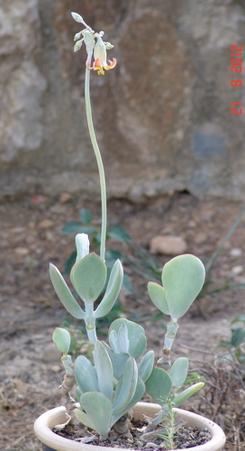 Cotyledon orbiculata Dsc01110