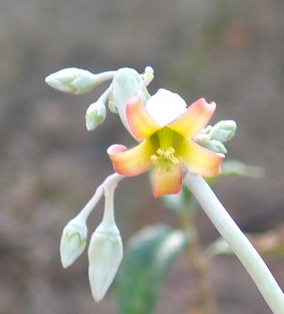 Cotyledon orbiculata Dsc01111