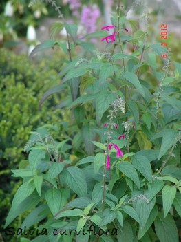 Salvia curviflora Dsc01131