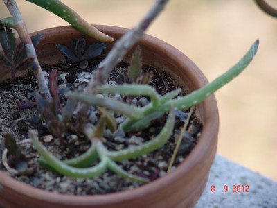 Aloe milottii Dsc01210