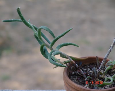 Aloe milottii Dsc01212