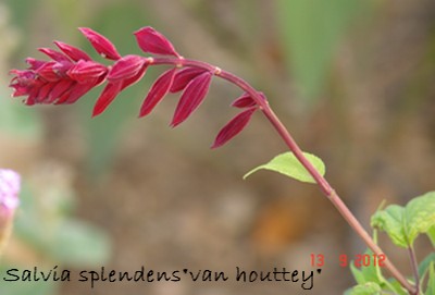 Salvia splendens  Dsc01234
