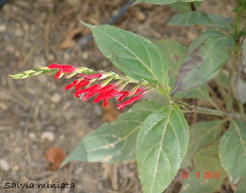Salvia - les floraisons du moment- 2012- 2013 Dsc01236