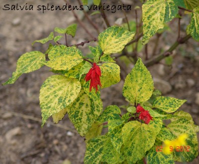 Salvia splendens Dsc01327