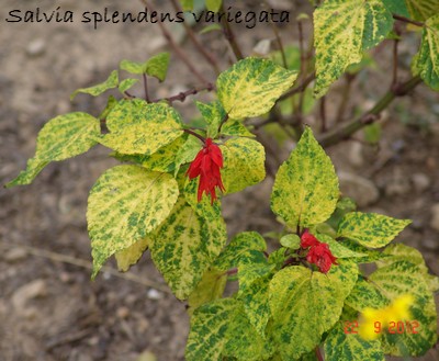 Salvia splendens  Dsc01327