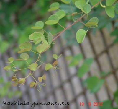 Bauhinia yunnanensis Dsc01332