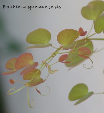 Bauhinia yunnanensis Dsc01333