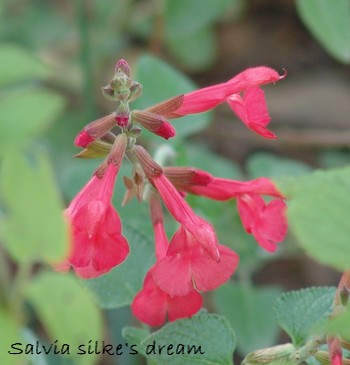 Salvia - les floraisons du moment- 2012- 2013 Dsc01510