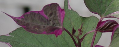 Melianthus sp., Ipomoea batata 'Pink Frost' [devinette] Dsc01524