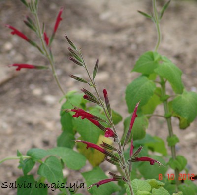 Salvia - les floraisons du moment- 2012- 2013 Dsc01612