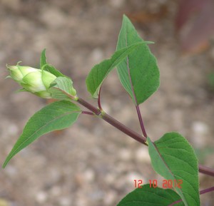 Salvia involucrata et ses hybrides Dsc01621