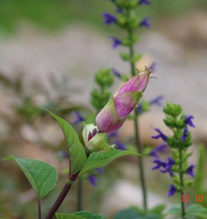 Salvia involucrata et ses hybrides Dsc01622