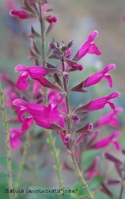 Salvia involucrata et ses hybrides Dsc01626