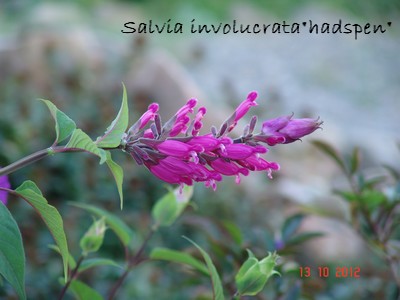 Salvia involucrata et ses hybrides Dsc01712