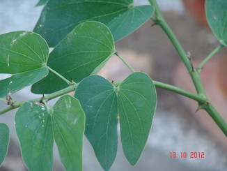 *bauhinia* - Bauhinia grandiflora Dsc01716