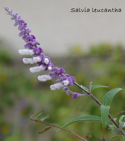 Salvia - les floraisons du moment - Page 3 Dsc01722
