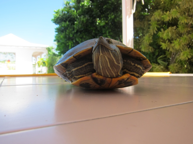 tortue Img_3210