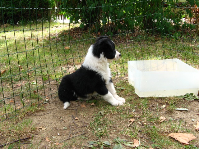 [adoptés] 74-chiots à donner contre remboursement des frais véto - Page 4 Img_9313