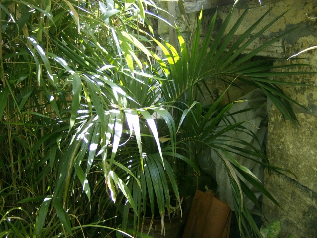 Howea belmoreana Images18