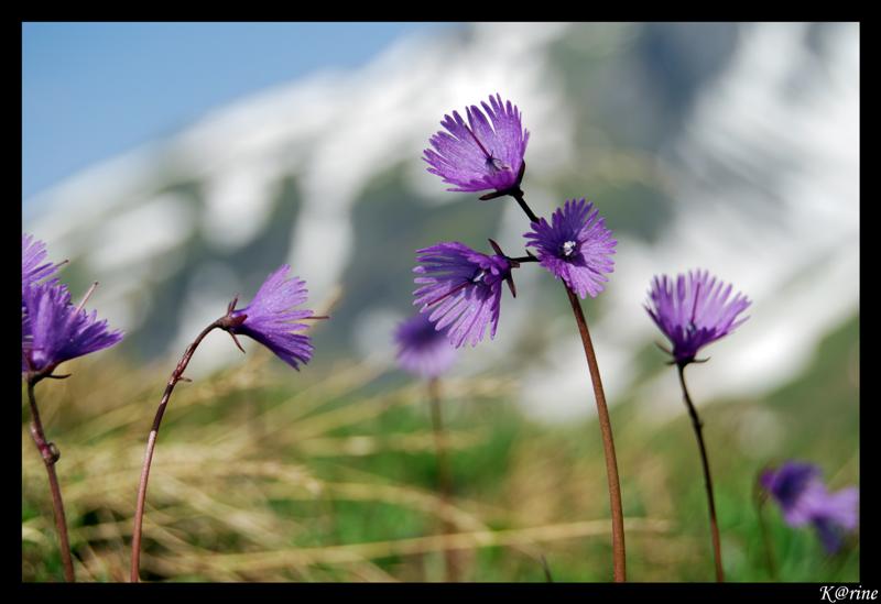 Petites fleurs violette Dsc_5211