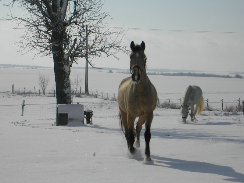 Calypso, un cheval pas comme les autres... Dscn4110