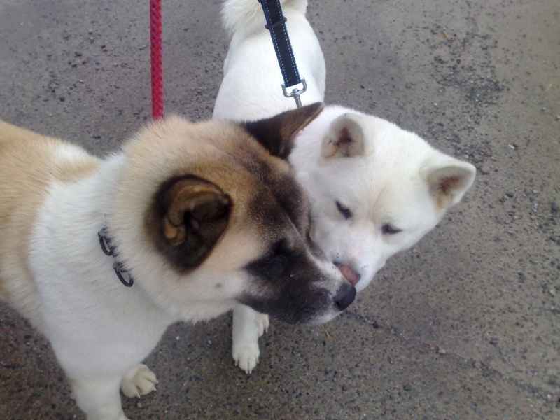 Shira - White Akita Girl approx 18 months old *rehomed* 17092010